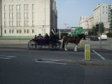 Travel Gallery / Title: Liverpool, Horse Transport, UK 2008 / Picture 15