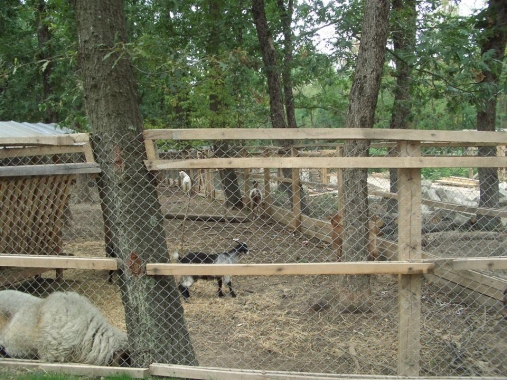Goats and other animals