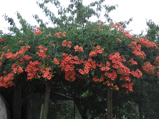 spring flowers